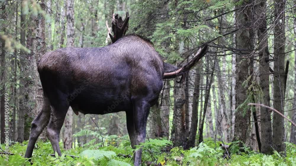 Bull Alaska Yukon Moose in atuumn in Alaska Bull Alaska Yukon Moose in atuumn in Alaska