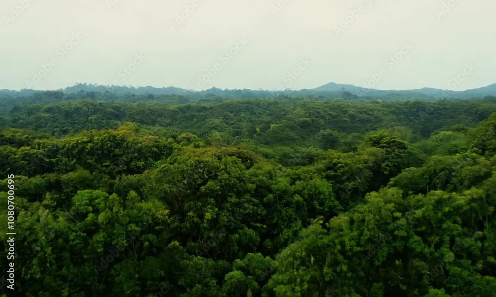 Aerial View of Lush Rainforest Aerial View of Lush Rainforest