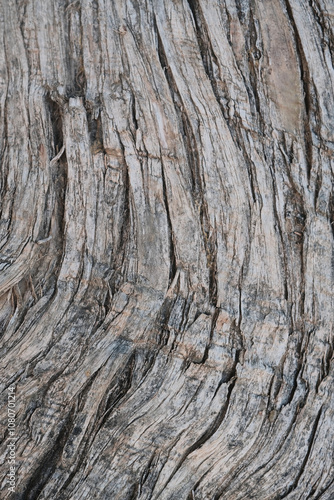 Tree texture closeup