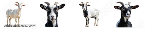 Beetal Goat Set isolated on transparent background.