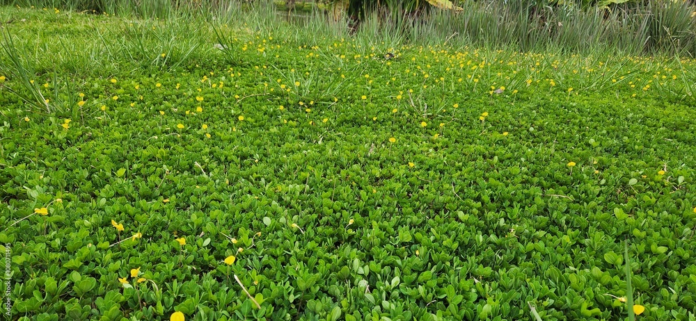 green cape with yellow flowers green cape with yellow flowers