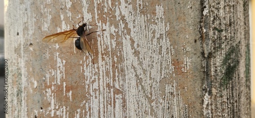 Foto image of large wasp with rustic background