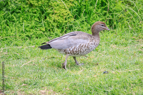 A Graceful Australian Wood Duck Forages in the Grass photo