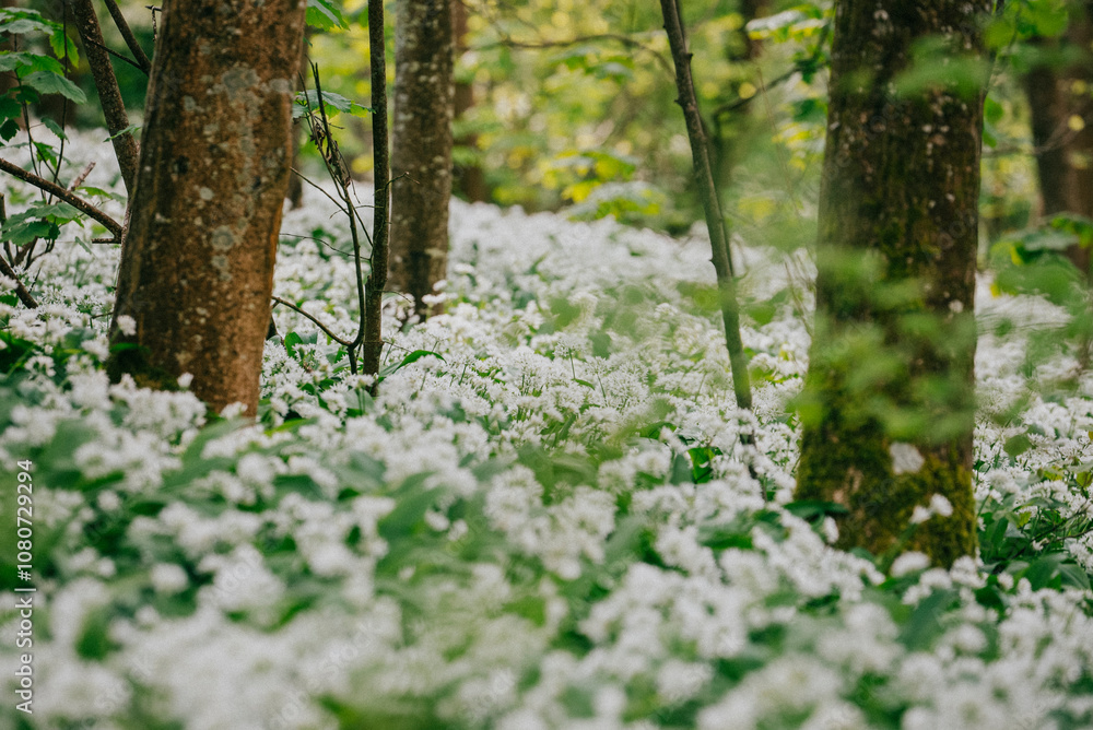 Naklejka premium spring in the forest and the forest is densely filled with white flowers