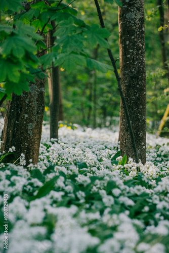 The forest full of white flowers on the ground and sunlight coming down through the trees