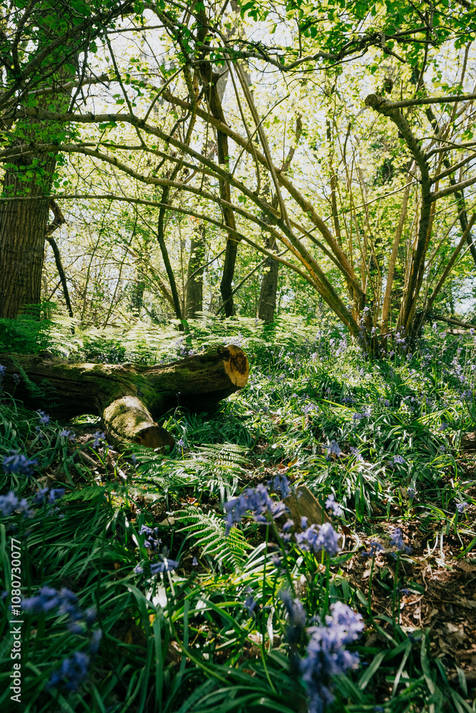 shot of the fallen tree in the beautiful forest and land full of grass and trees shot of the fallen tree in the beautiful forest and land full of grass and trees