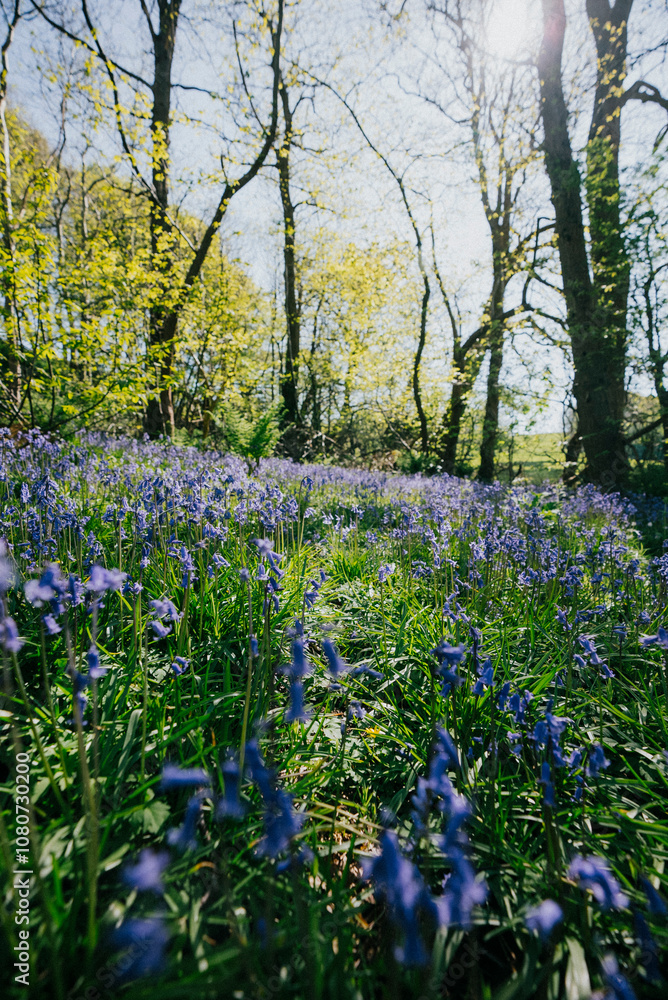 Fototapeta premium Blue flowers in the grass of the forest in summer