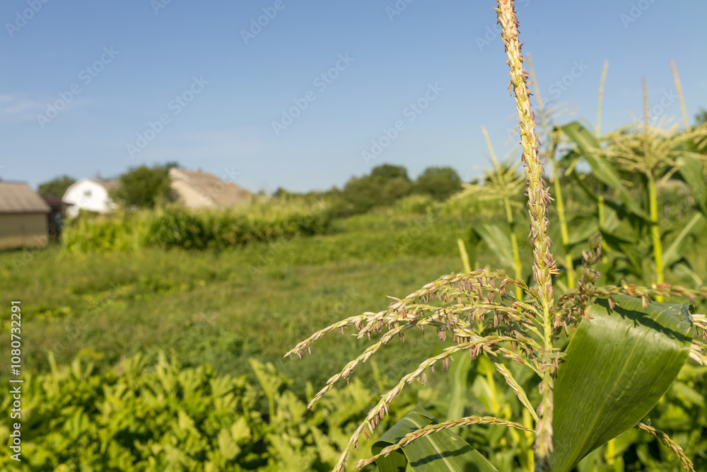 Bushes of delicious corn grow in a small farm. Bushes of delicious corn grow in a small farm.