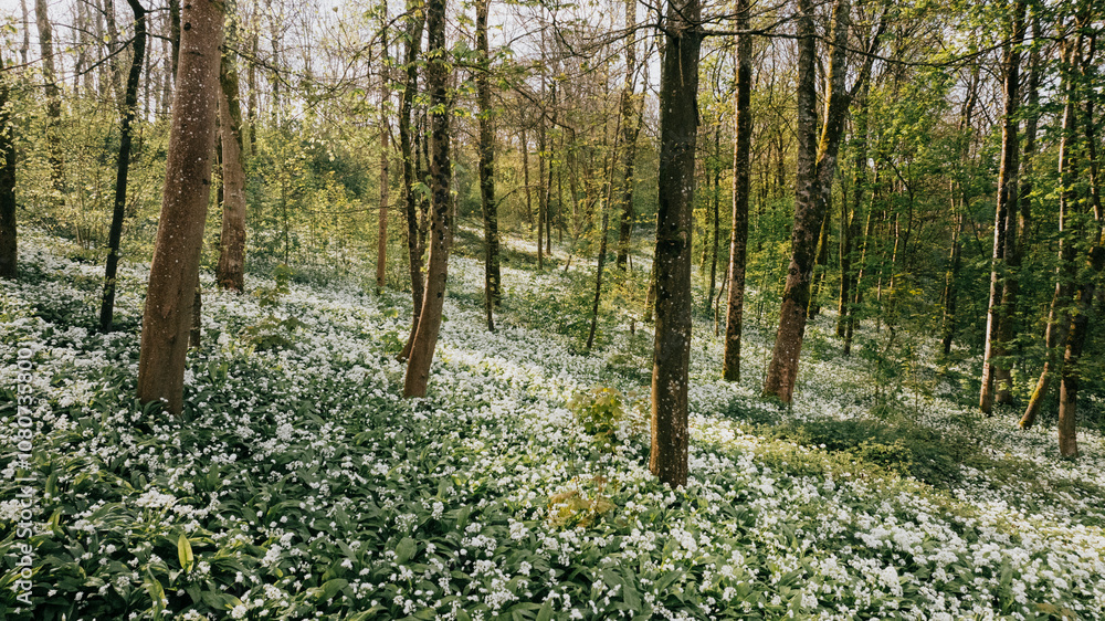 View of bright forest and long heighted trees View of bright forest and long heighted trees