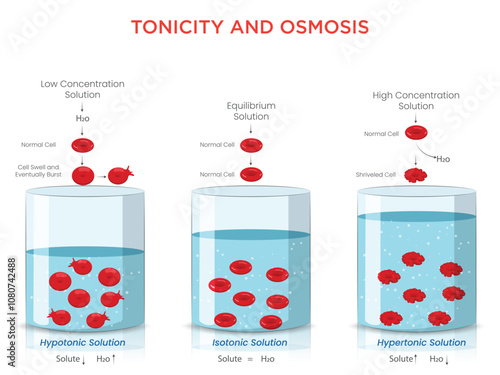Tonicity and Osmosis Understanding Cell Volume Changes and Water Movement
