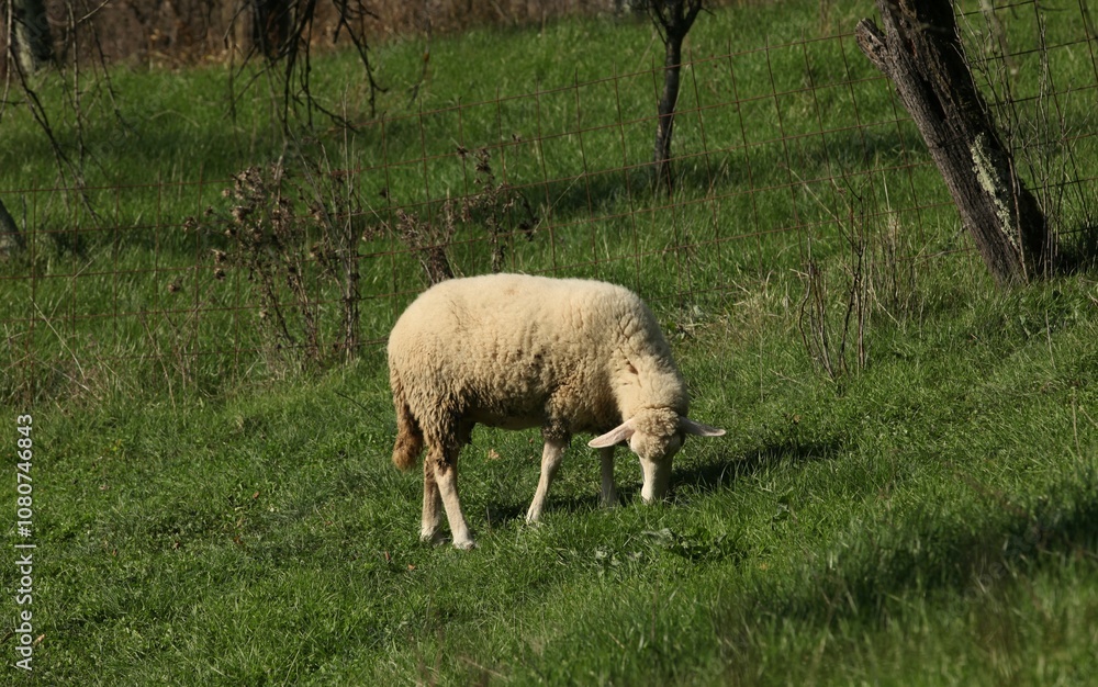 Obraz premium sheep, lamb, animal, farm, grass, wool, field, agriculture, farming, grazing, meadow, nature, green, spring, ewe, countryside, mammal, white, pasture, livestock, lambs, herd, country, animals, baby