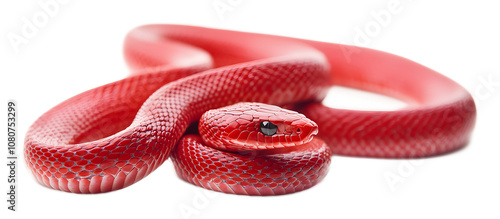 Wallpaper Mural Red snakes on a transparent background. isolated background. Torontodigital.ca