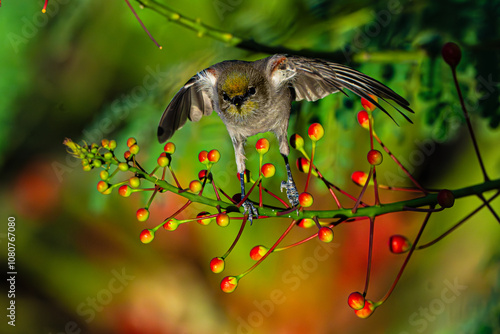 Verdin (Auriparus flaviceps) Taking Off From Peacock Flower (Caesalpinia Pulcherrima) Blooms photo