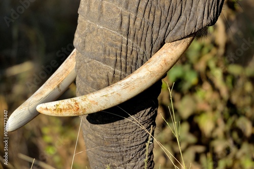 Photography Close-up of elephant tusks and textured trunk in natural setting