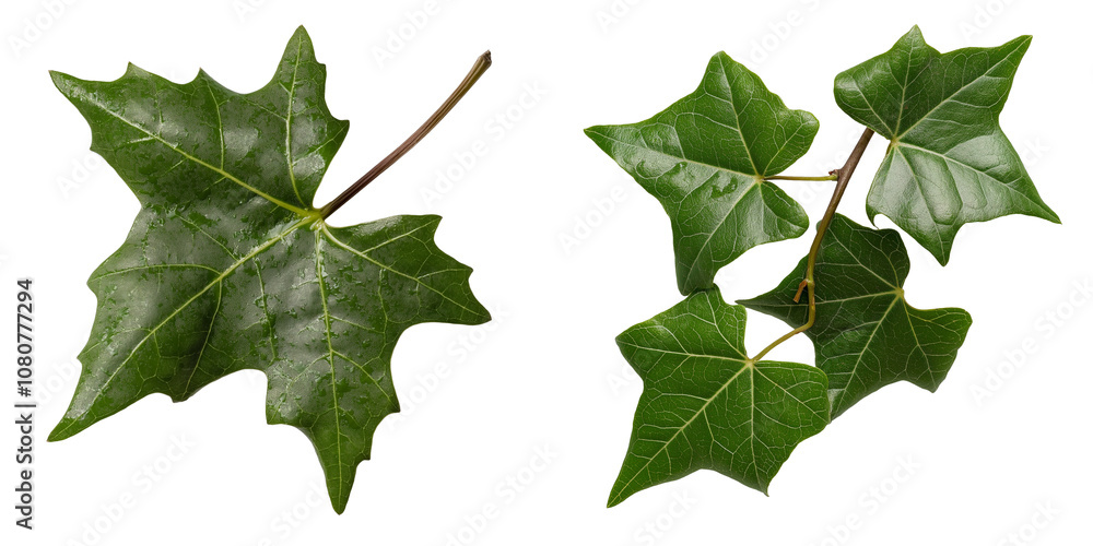 Fototapeta premium PNG set of ivy leaf isolate on transparent and white background