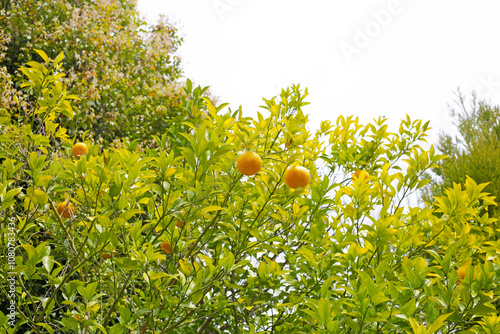 Fresh orange friuts on tree photo