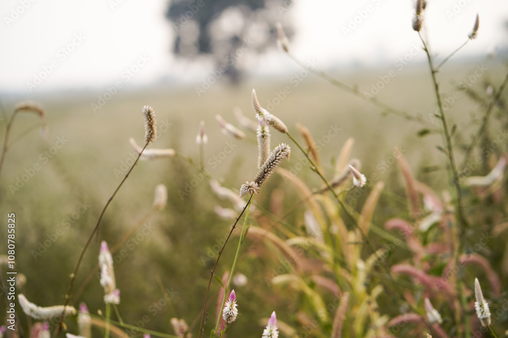Pink Grass Blades in Nature, Close-Up of Beautiful Wild Grass, Serene Wild Grass in Bloom, Pink and Green Grass in Natural Habitat Stock Photo.
Pink Grass Blades in Nature, Close-Up of Beautiful Wild Grass, Serene Wild Grass in Bloom, Pink and Green Grass in Natural Habitat Stock Photo.