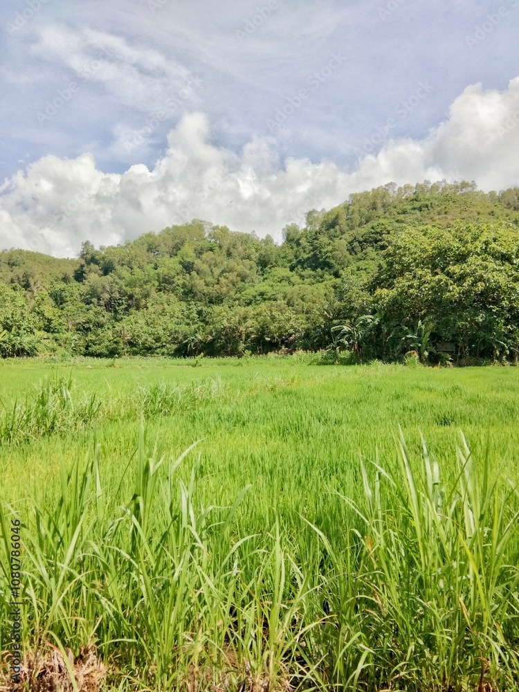 Rice fields and sky in Yogyakarta, Indonesia Rice fields and sky in Yogyakarta, Indonesia