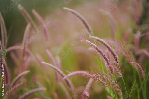 Pink Grass Blades in Nature, Close-Up of Beautiful Wild Grass, Serene Wild Grass in Bloom, Pink and Green Grass in Natural Habitat Stock Photo.