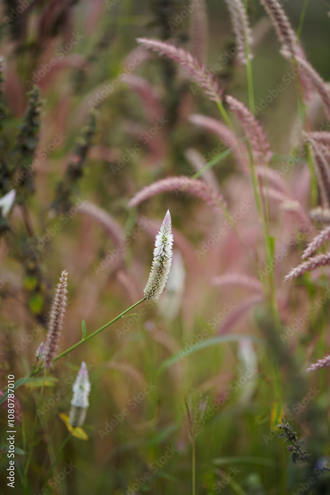 Pink Grass Blades in Nature, Close-Up of Beautiful Wild Grass, Serene Wild Grass in Bloom, Pink and Green Grass in Natural Habitat Stock Photo.
Pink Grass Blades in Nature, Close-Up of Beautiful Wild Grass, Serene Wild Grass in Bloom, Pink and Green Grass in Natural Habitat Stock Photo.