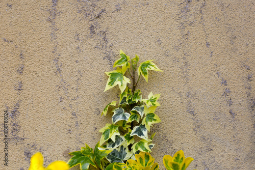 Goldchild Variegated Ivy Plants, Hedera helix Goldchild photo