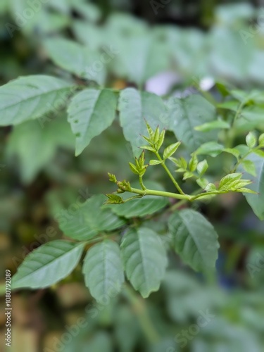 green leaves of a tree