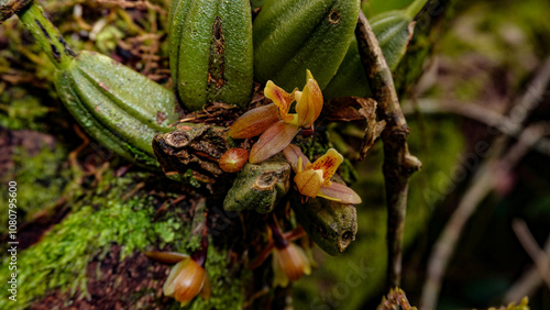 Pequeña orquídea silvestre con flores pequeñas de color marillo photo