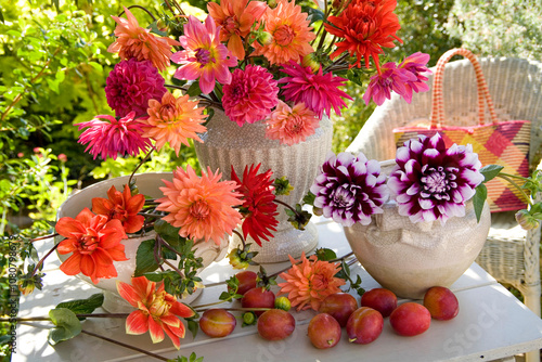 Dahlias and plums still life on a table outdoors in a garden 