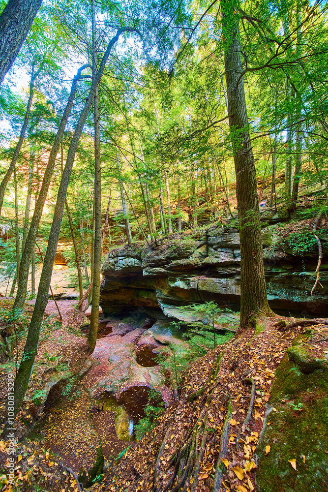 Lush Forest Canopy with Mossy Rocks Hocking Hills Eye-Level View Lush Forest Canopy with Mossy Rocks Hocking Hills Eye-Level View