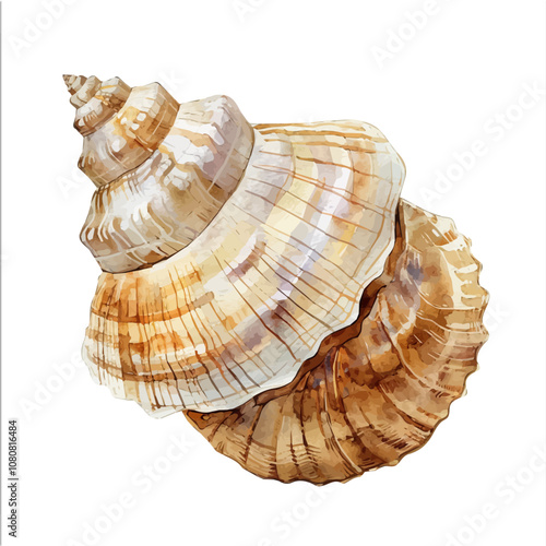 A watercolor drawing of a Seashell, isolated on a white background. Seashell vector.