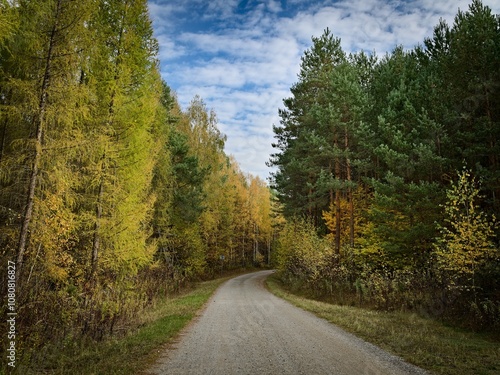 Forest road in autumn.