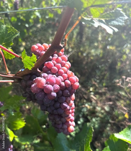 Vendanges