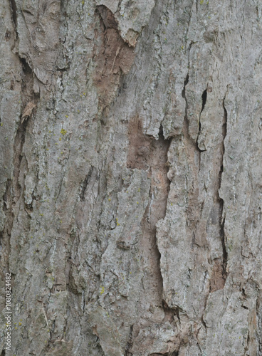 Beautiful close-up of the bark of populus violascens photo