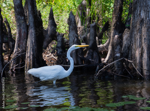 Snowy Egret Wading Through Swamp at Caddo Lake STate Park, Texas