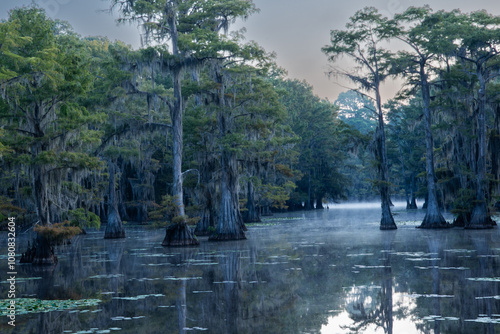Misty Morning At Caddo Lake State Park, Texas