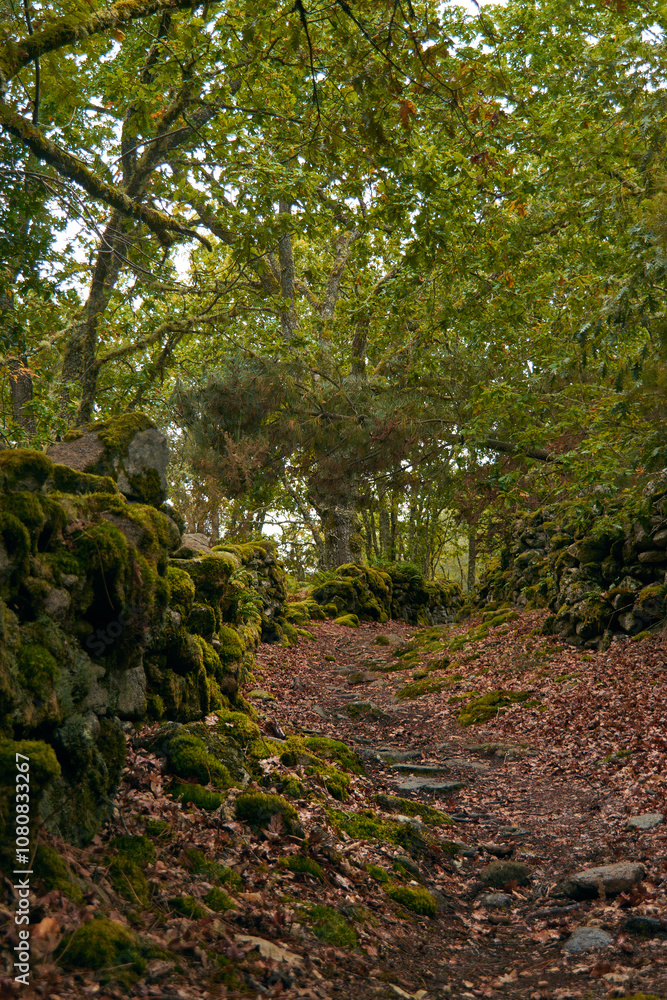 Fototapeta premium Serene Forest Path with Moss-Covered Walls
