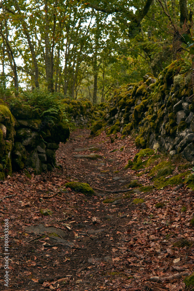 Obraz premium Mossy Stone Path Through Forest