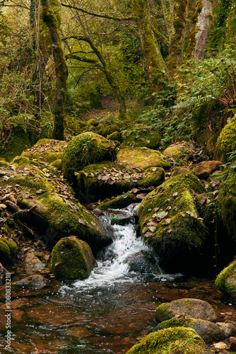 Serene Forest Stream with Moss-Covered Rocks