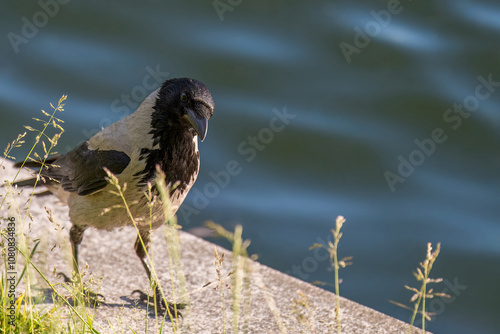 A gray crow walks along the pond