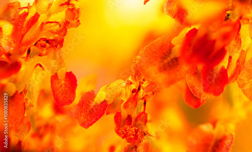 Beautiful abstract background inside the flower head