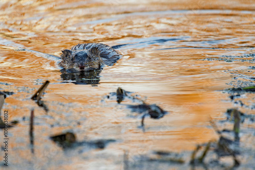 The muskrat sails in the golden hour