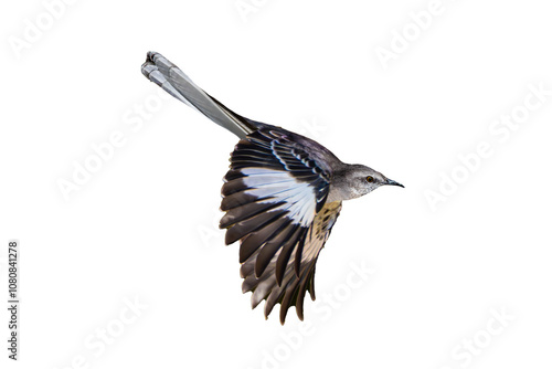 Northern Mockingbird (Mimus polyglottos) Photo, in Flight on a Transparent Isolated PNG Background