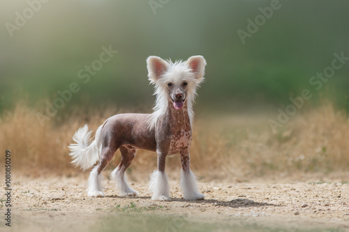 chinese crested dog beautiful puppy portrait standing on green blurred natural background
