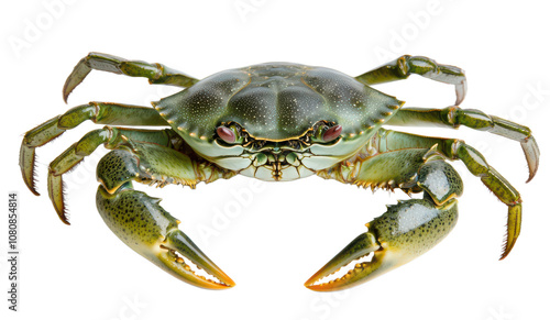Green crab with claws isolated  on transparent background