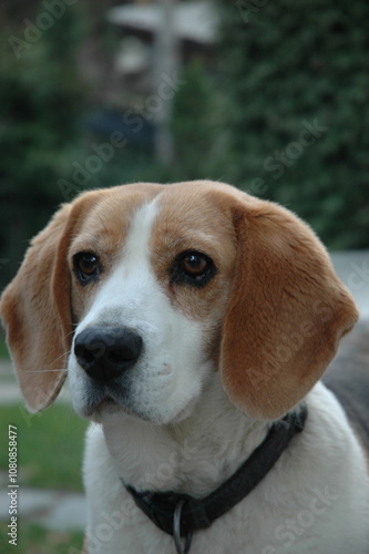 portrait of a dog in the park - 3