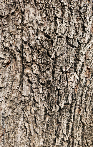 Bark texture of the common elm or field elm (Ulmus minor) as a design background