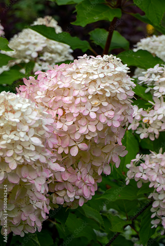 White and pink paniculate hydrangea flowers and green leaves on a vertical background. Natural floral background with hydrangea inflorescences. Close-up. White and pink paniculate hydrangea flowers and green leaves on a vertical background. Natural floral background with hydrangea inflorescences. Close-up.