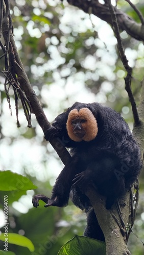 White-faced saki photo