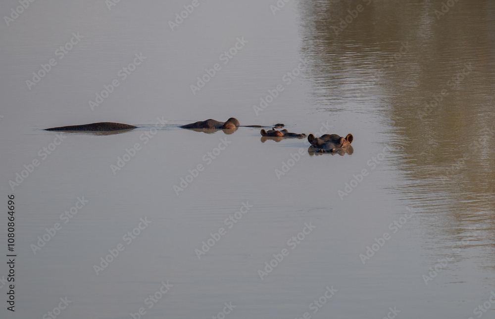 Afrikanische Tiere Flusspferde genannt Nilpferd - Hippo, im Krüger National Park - Kruger Nationalpark Südafrika