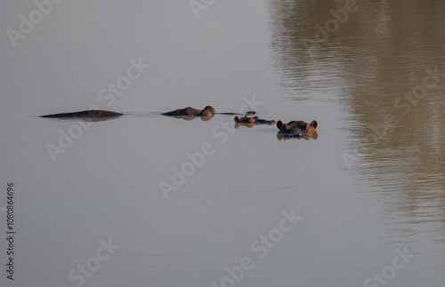 Obraz na płótnie Afrikanische Tiere Flusspferde genannt Nilpferd - Hippo, im Krüger National Park - Kruger Nationalpark Südafrika w salonie
